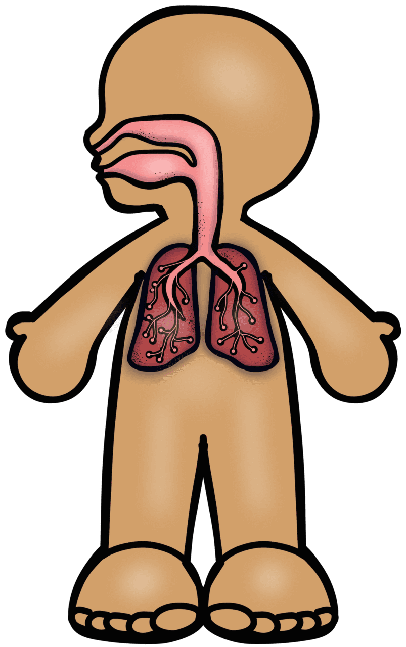 Lungs pin page clipart background 2