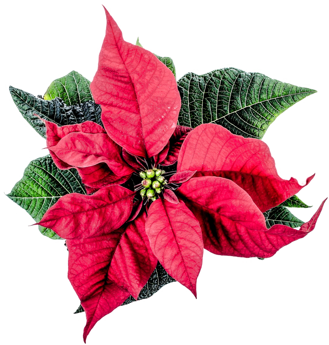 Poinsettia clipart mart transparent