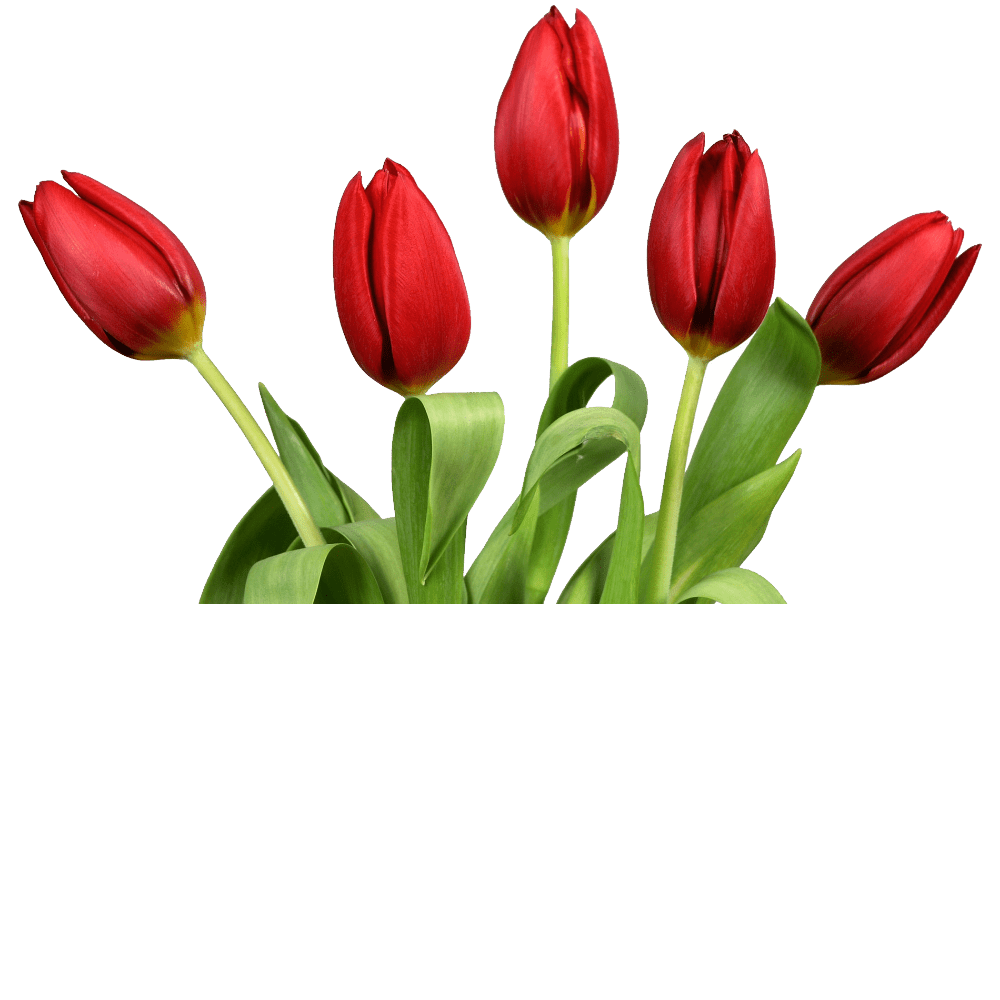 Tulip images hd photo clipart