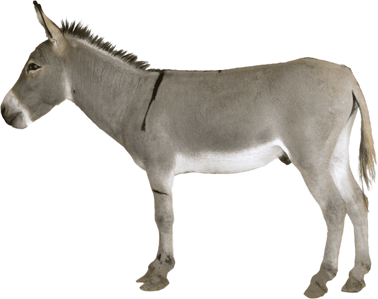 Donkey image with background clipart