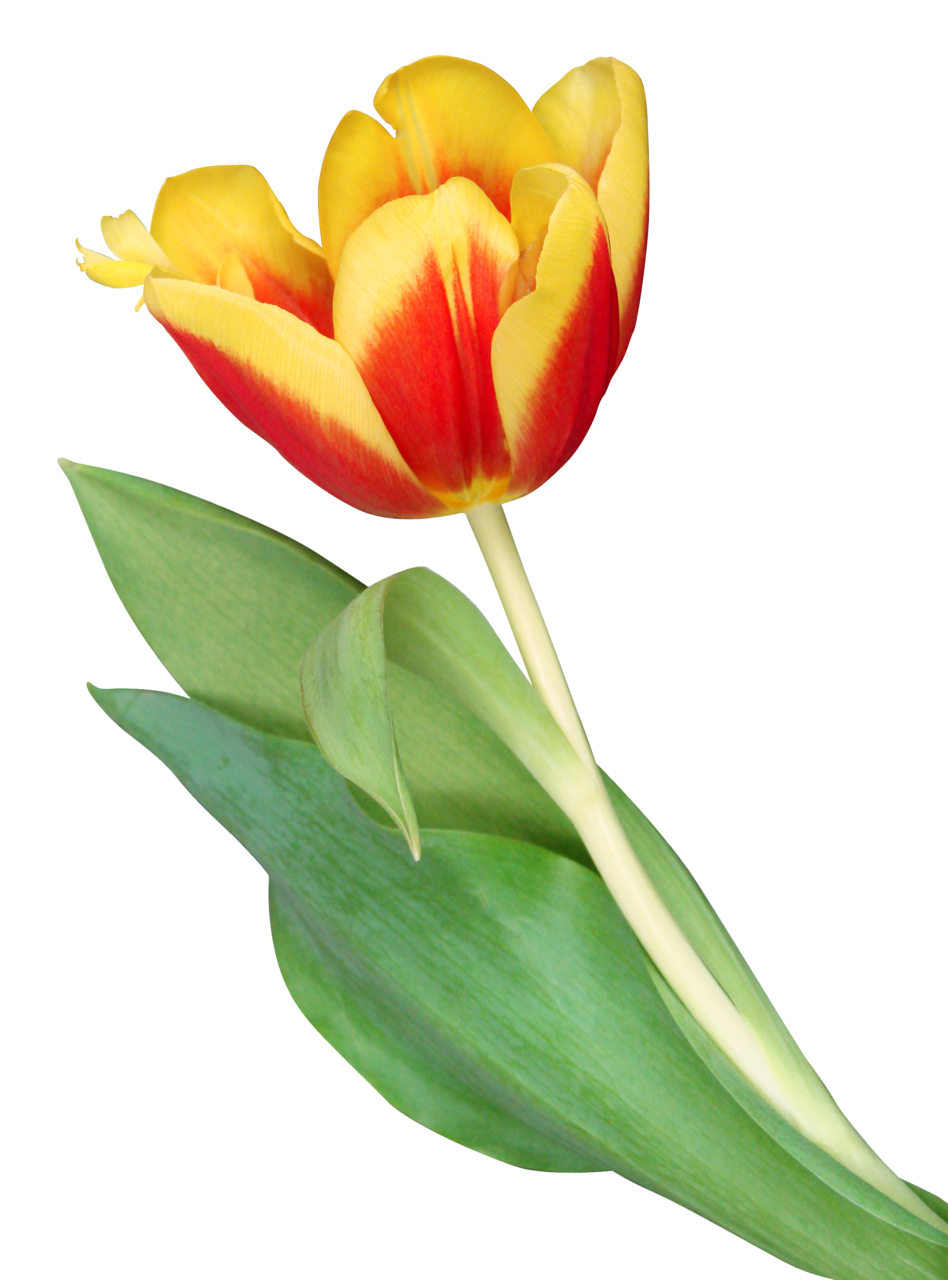 Tulip image with background clipart 4