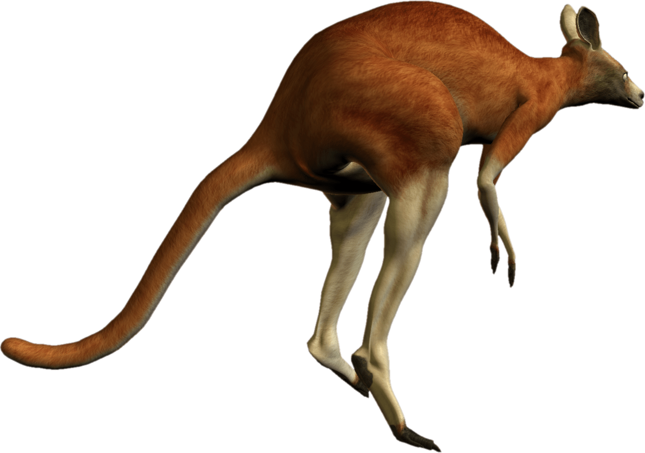 Kangaroo images clipart 2