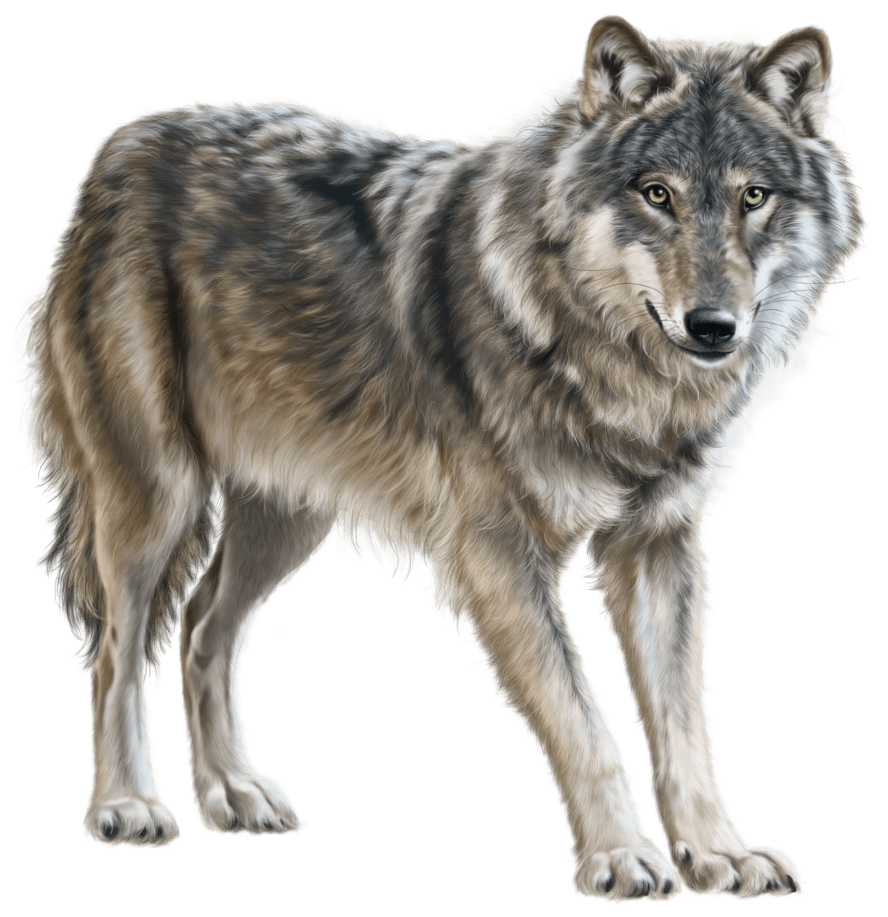 Canine wolf clipart best logo