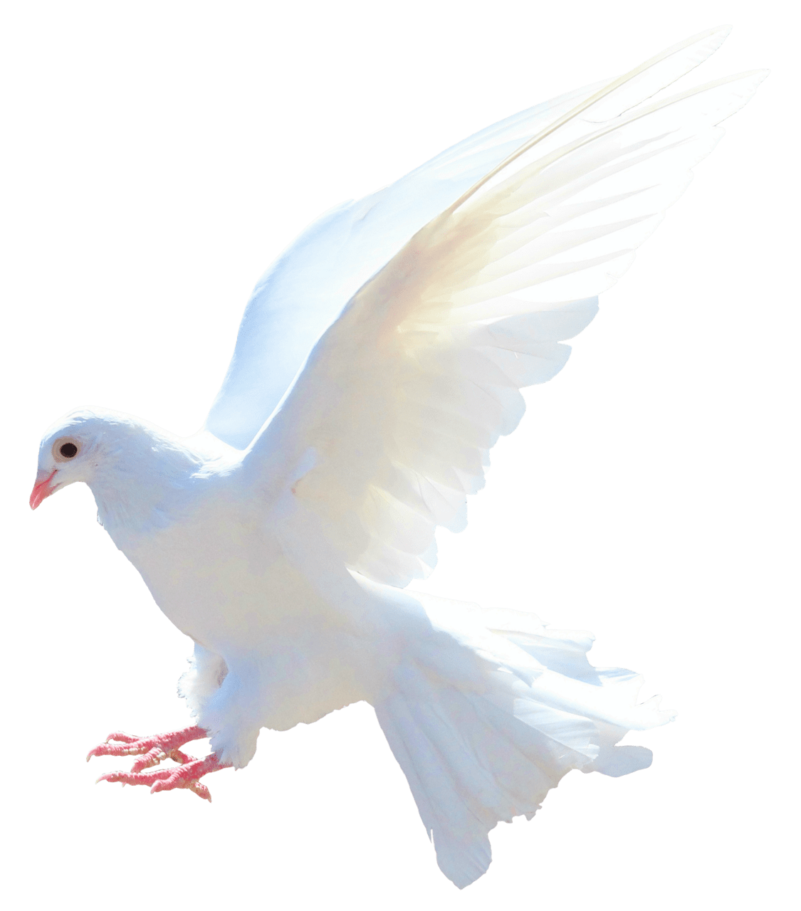 Fly dove clipart free