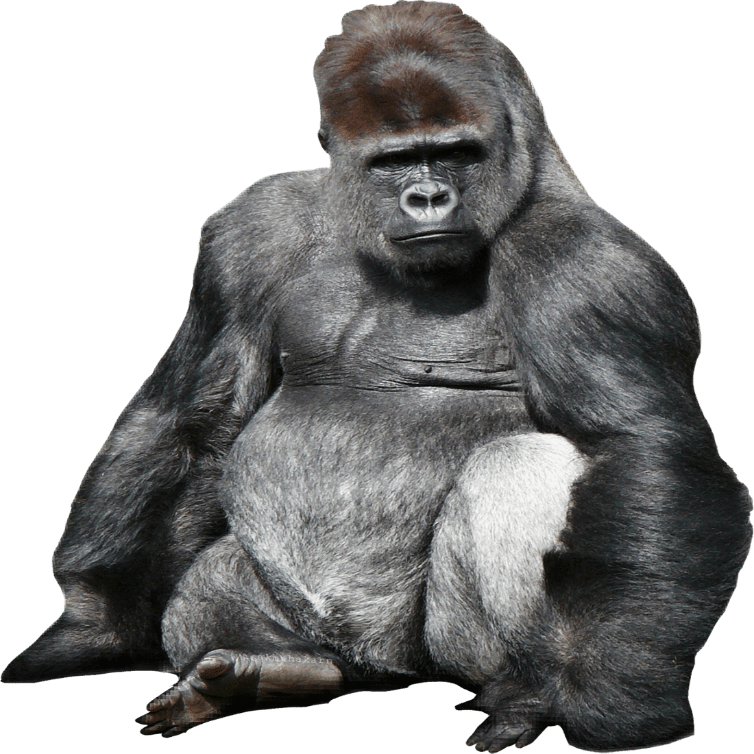 Eastern lowland gorilla images hd photo clipart 2