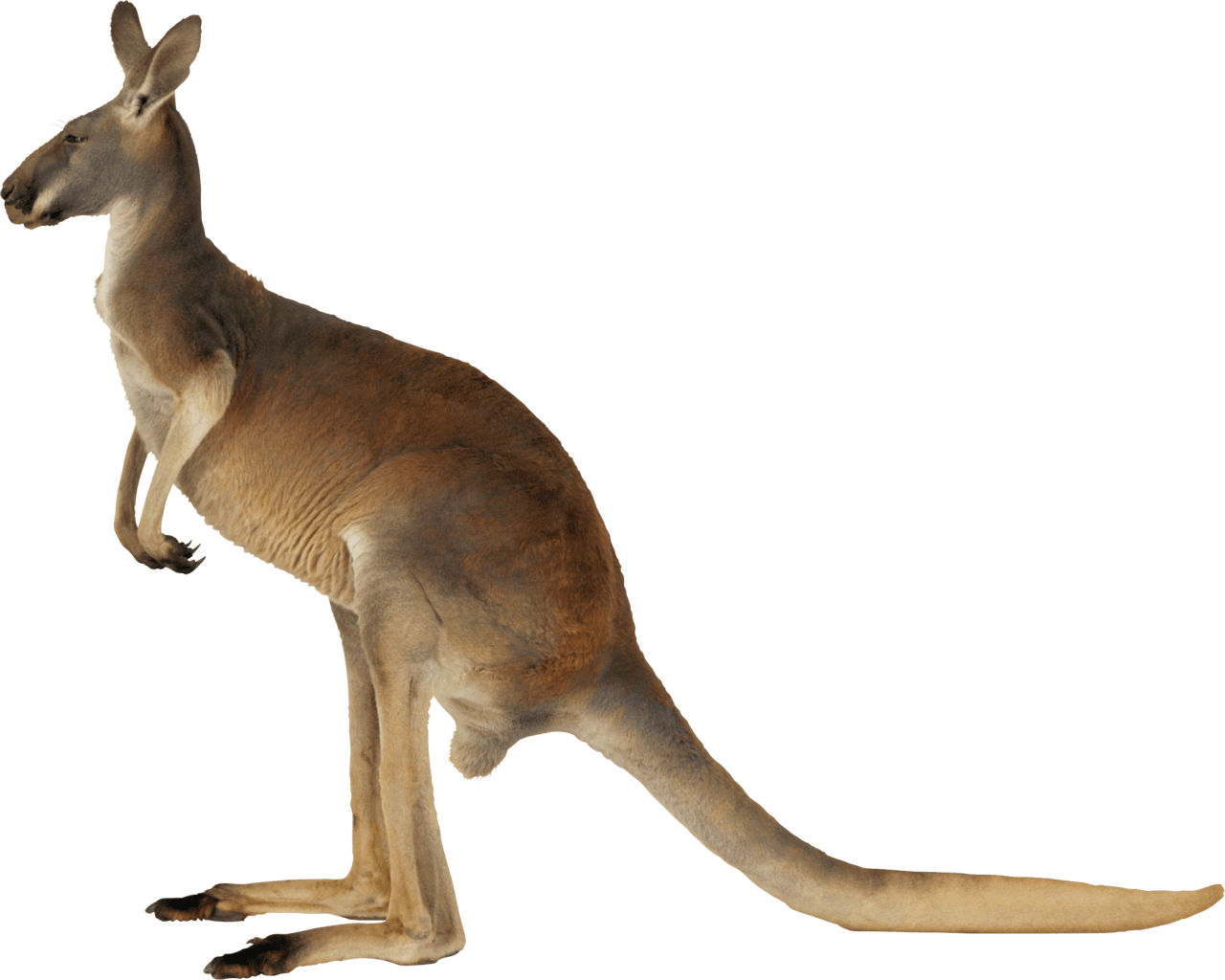 Kangaroo pin page clipart logo 2