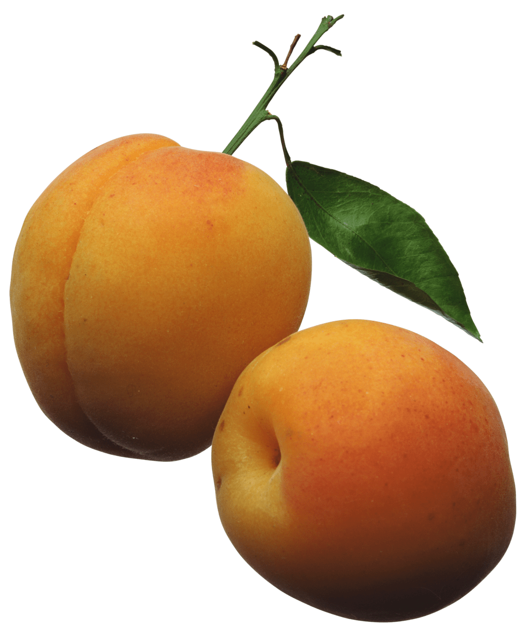 Peach apricots clipart picture