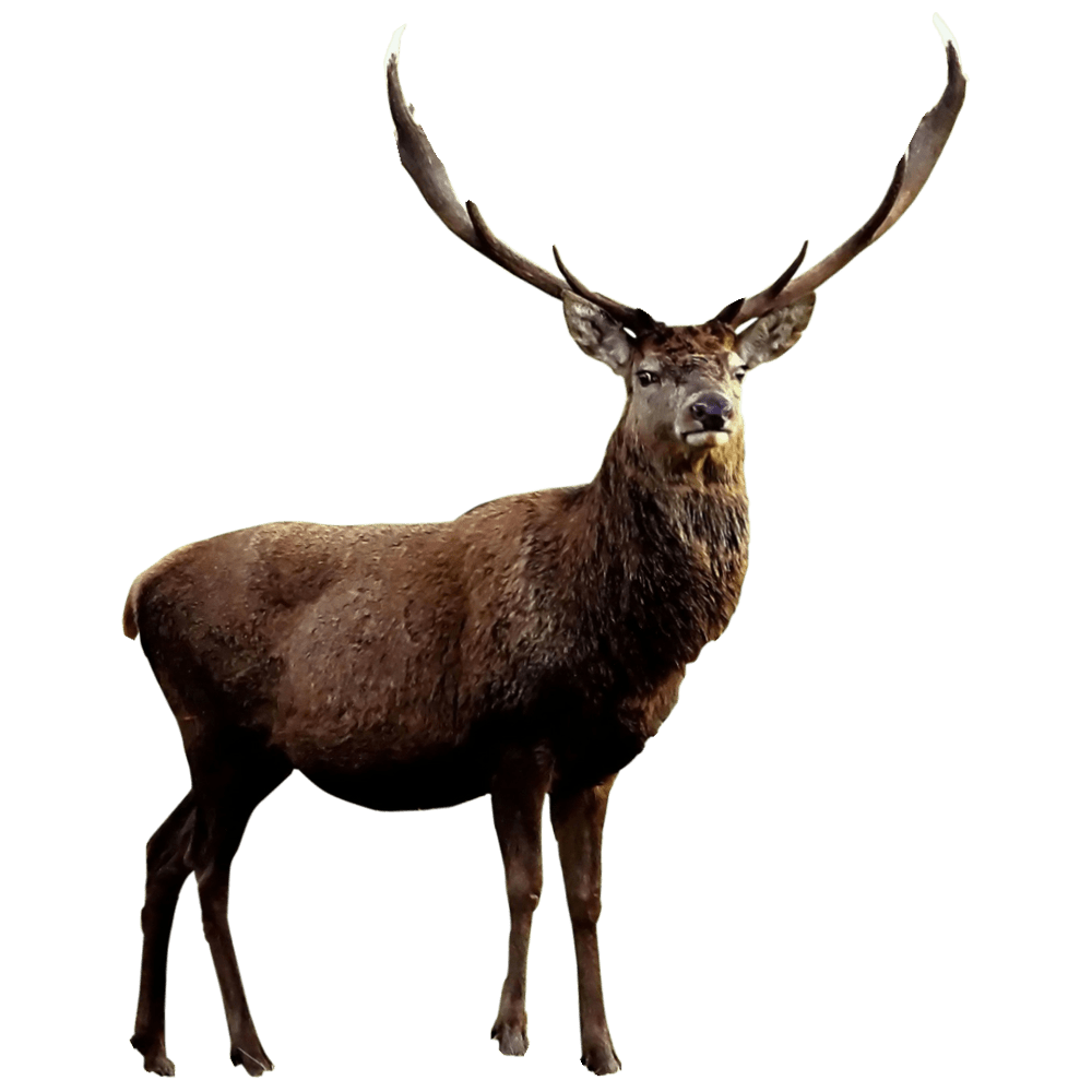 Moose images hd photo clipart