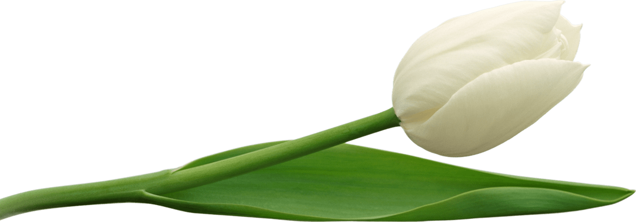 Large white tulip clipart yopriceville high quality images and