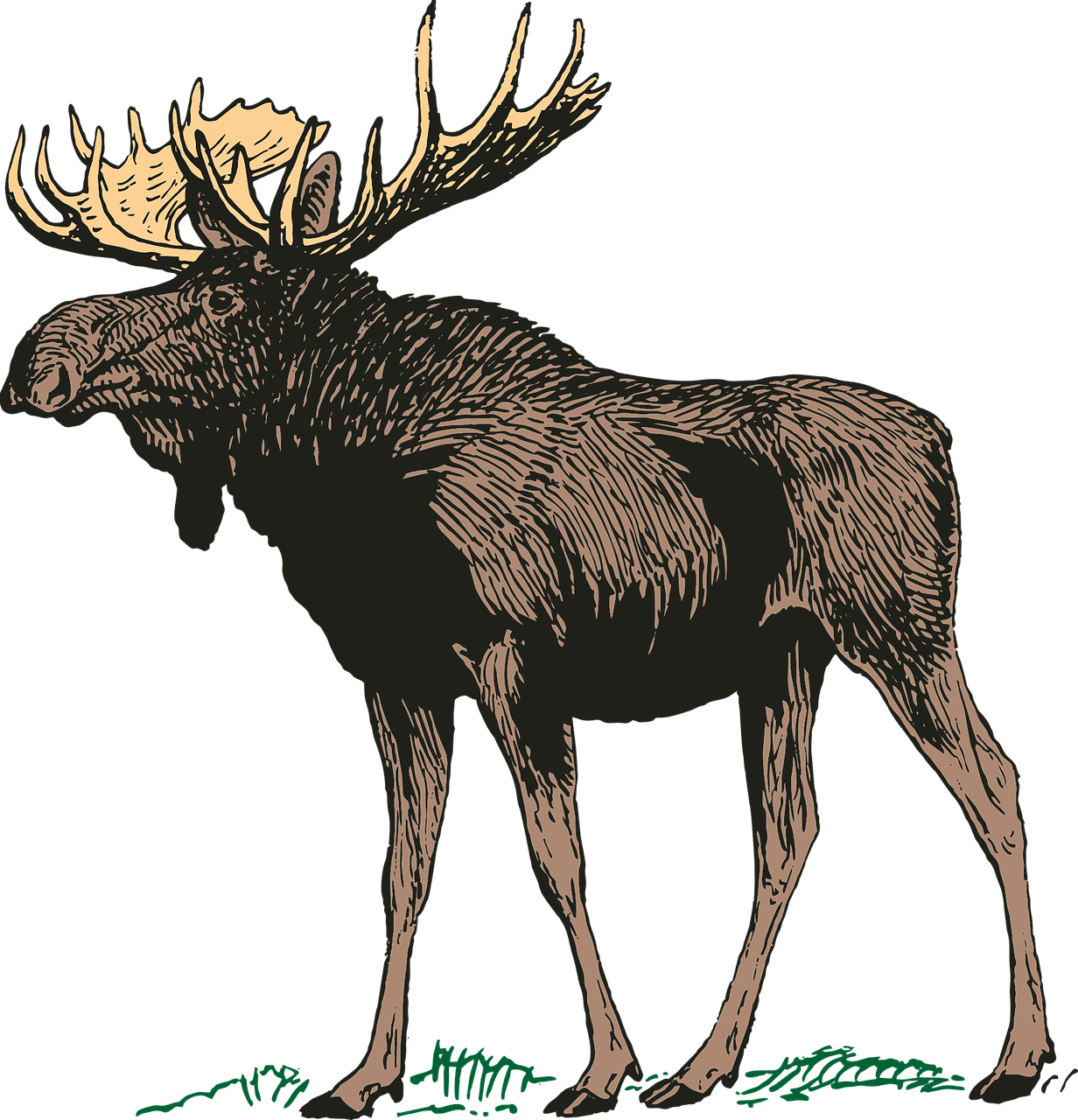 Moose recipes as meat clipart image