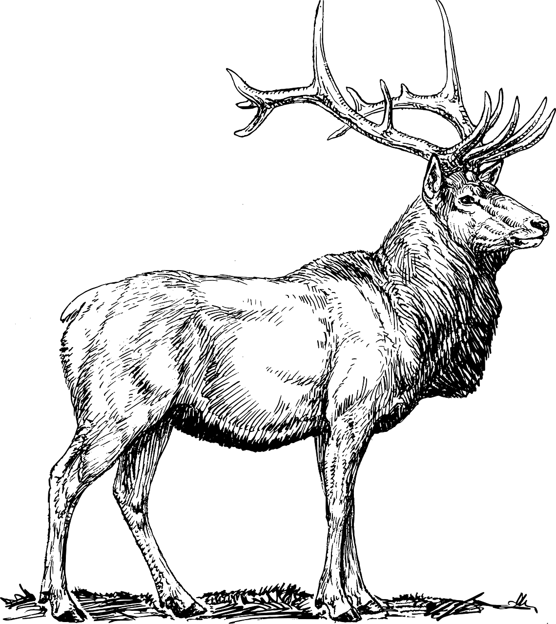 Elk moose nature vector graphic clipart