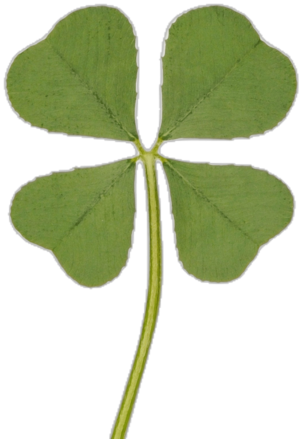 Vintage repertory genuine real four leaf clover green irish shamrock st patric day luucky charm pressed flower stuff for favours supplies diy crafts handmade art materials medium clipart free