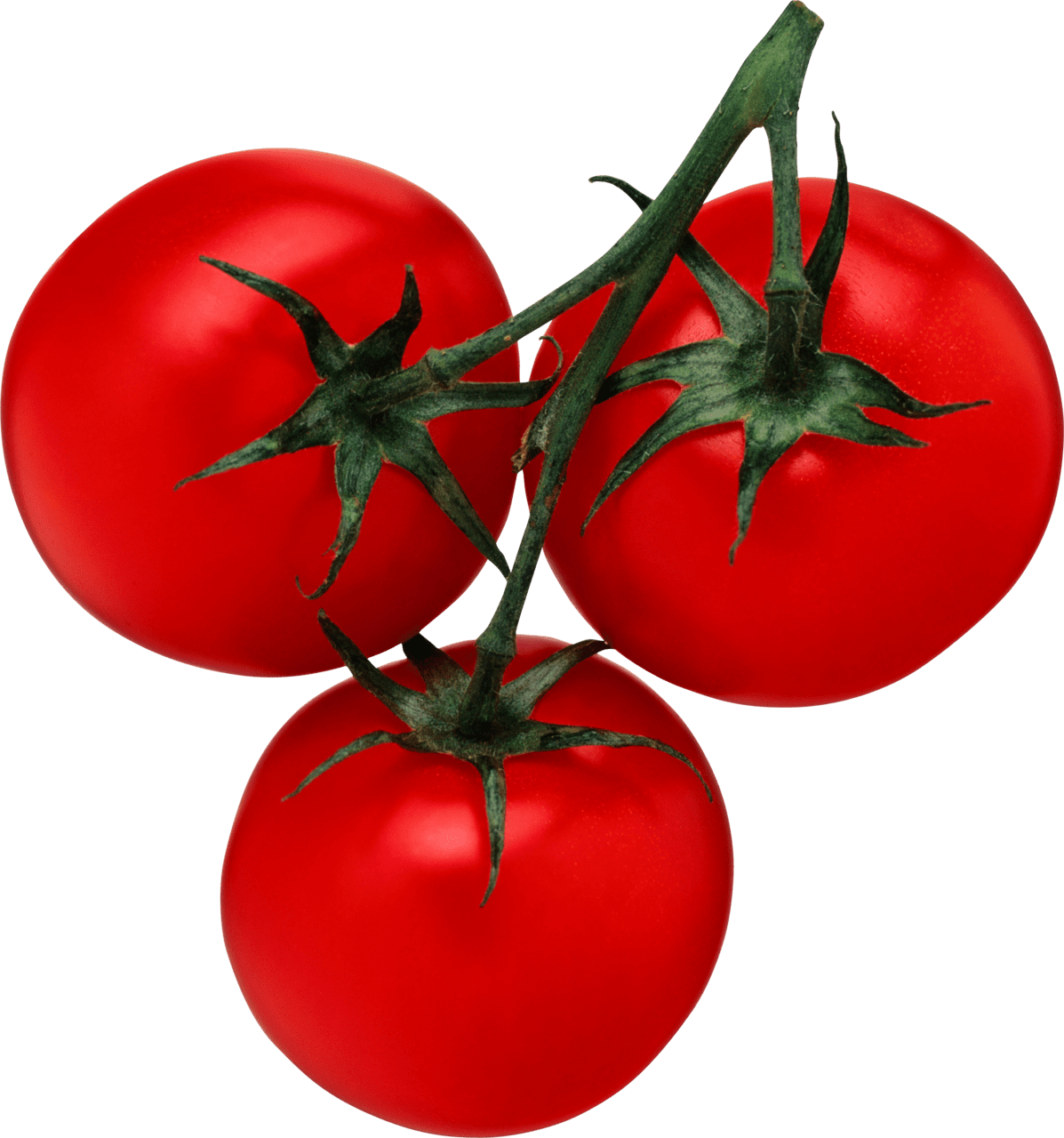 Red tomato es clipart image