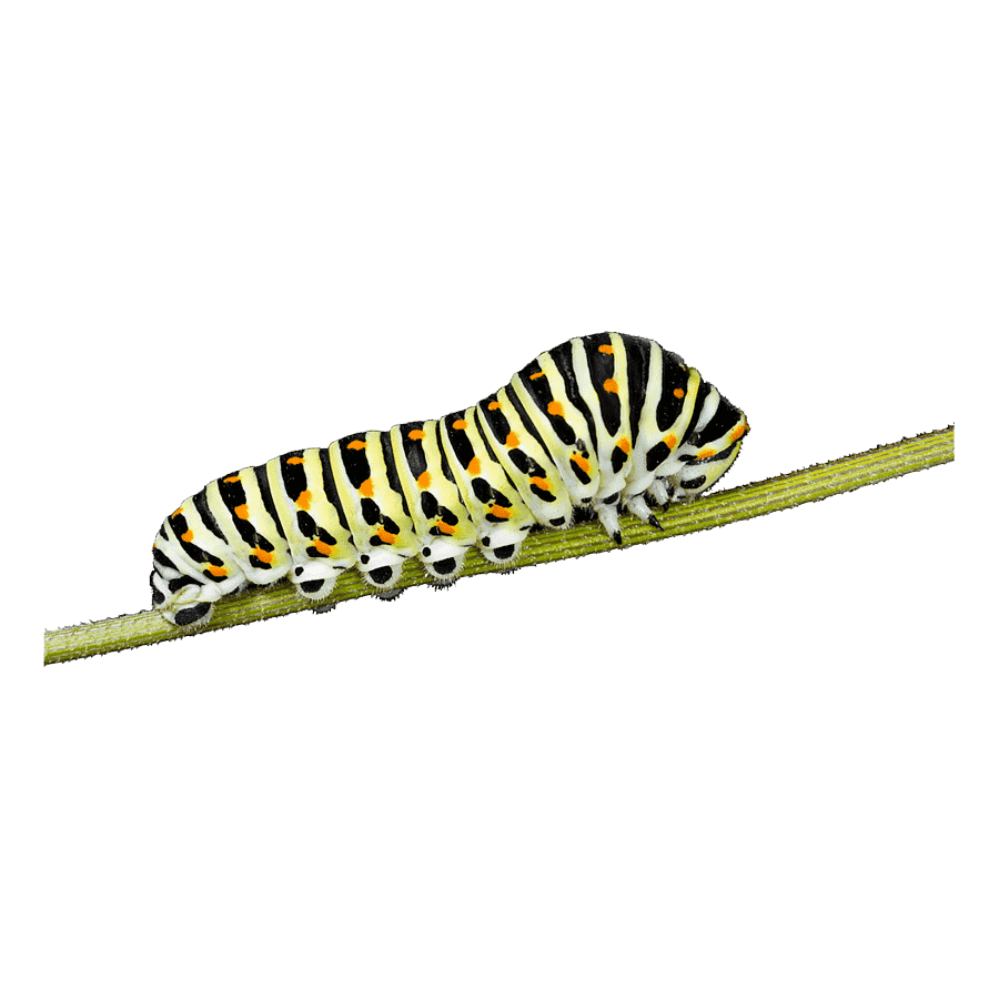 Hawk moth caterpillar images hd photo clipart