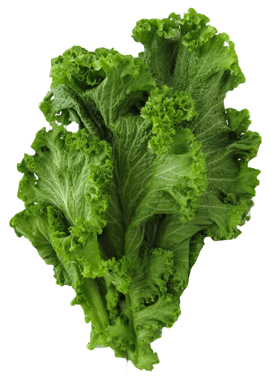 Vegetable mustard greens clipart picture