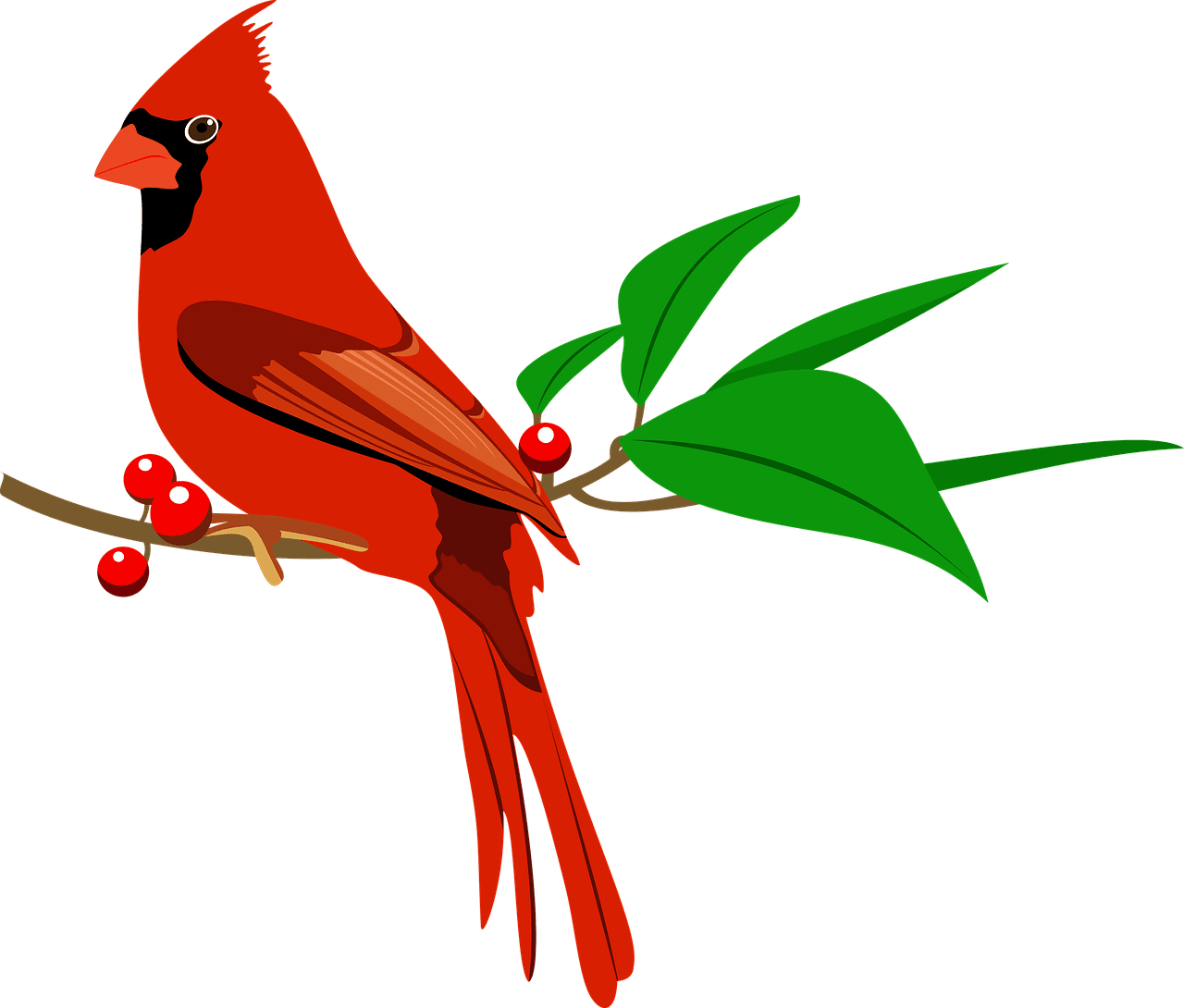 Bird red cardinal northern image clipart