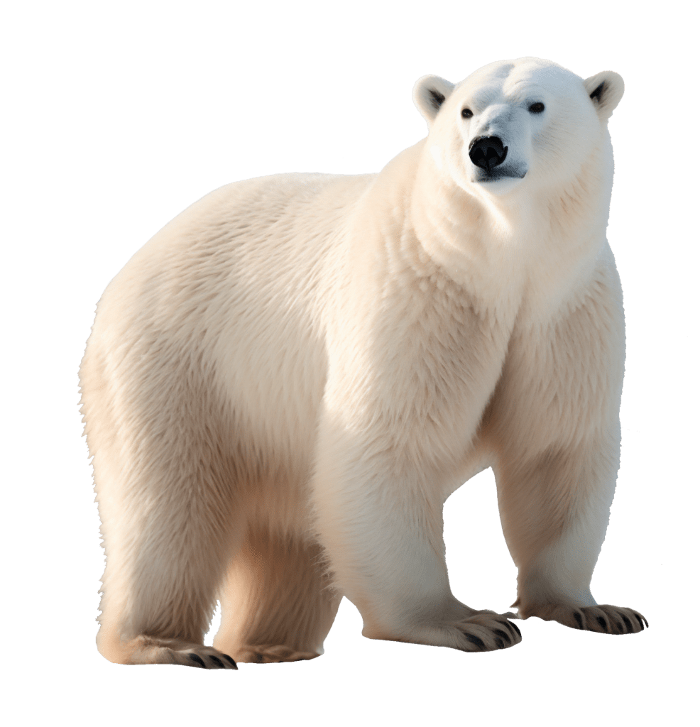 Polar bear images clipart