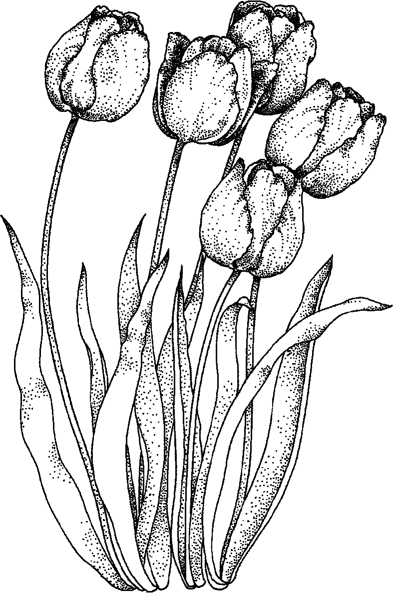 Best tulip flowers coloring pages clipart image