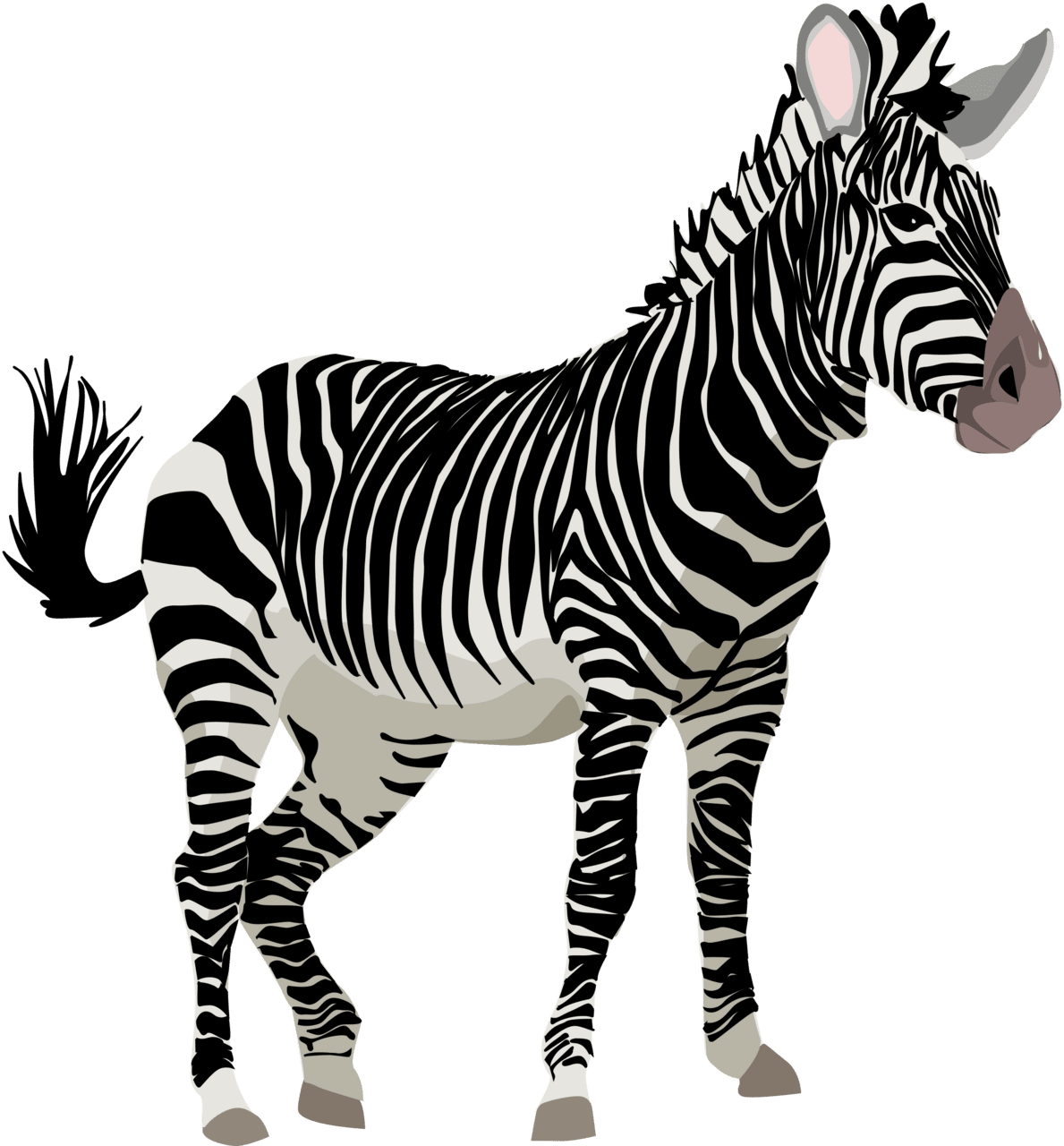 Zebra cebra clipart clip art