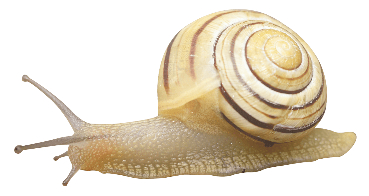 Snail image for clipart