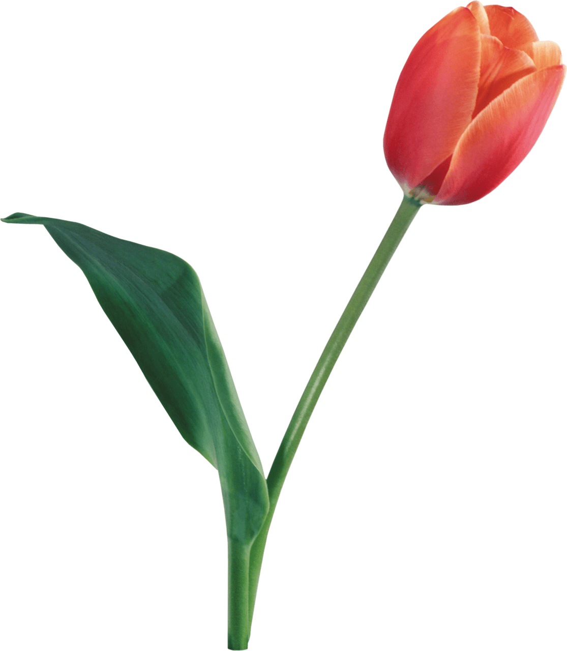 Tulip image with background clipart 3