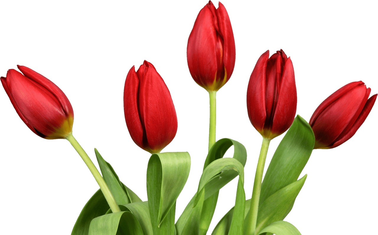 Tulip clipart picture 2