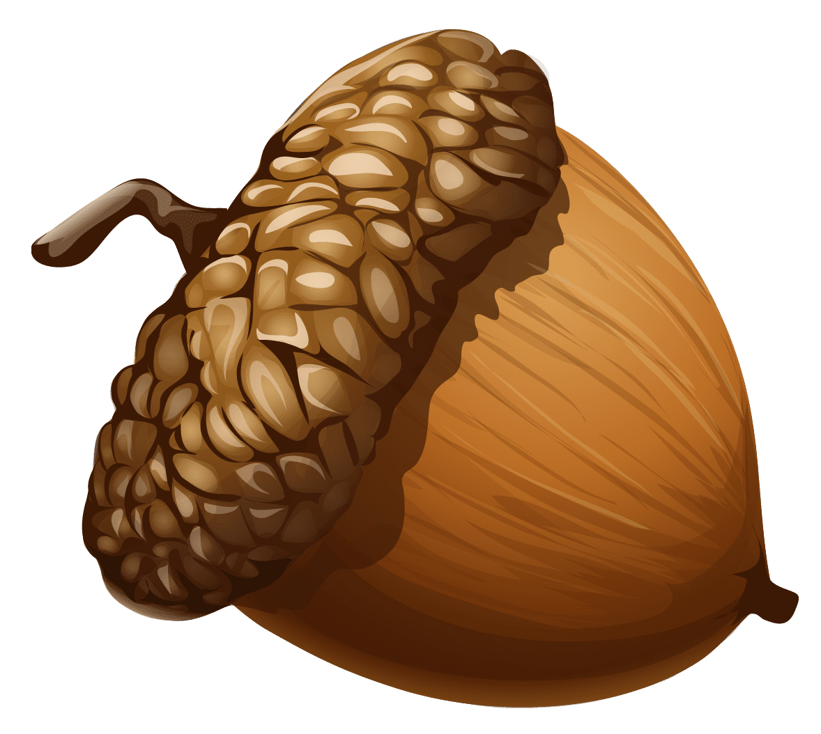 Acorn clipart picture