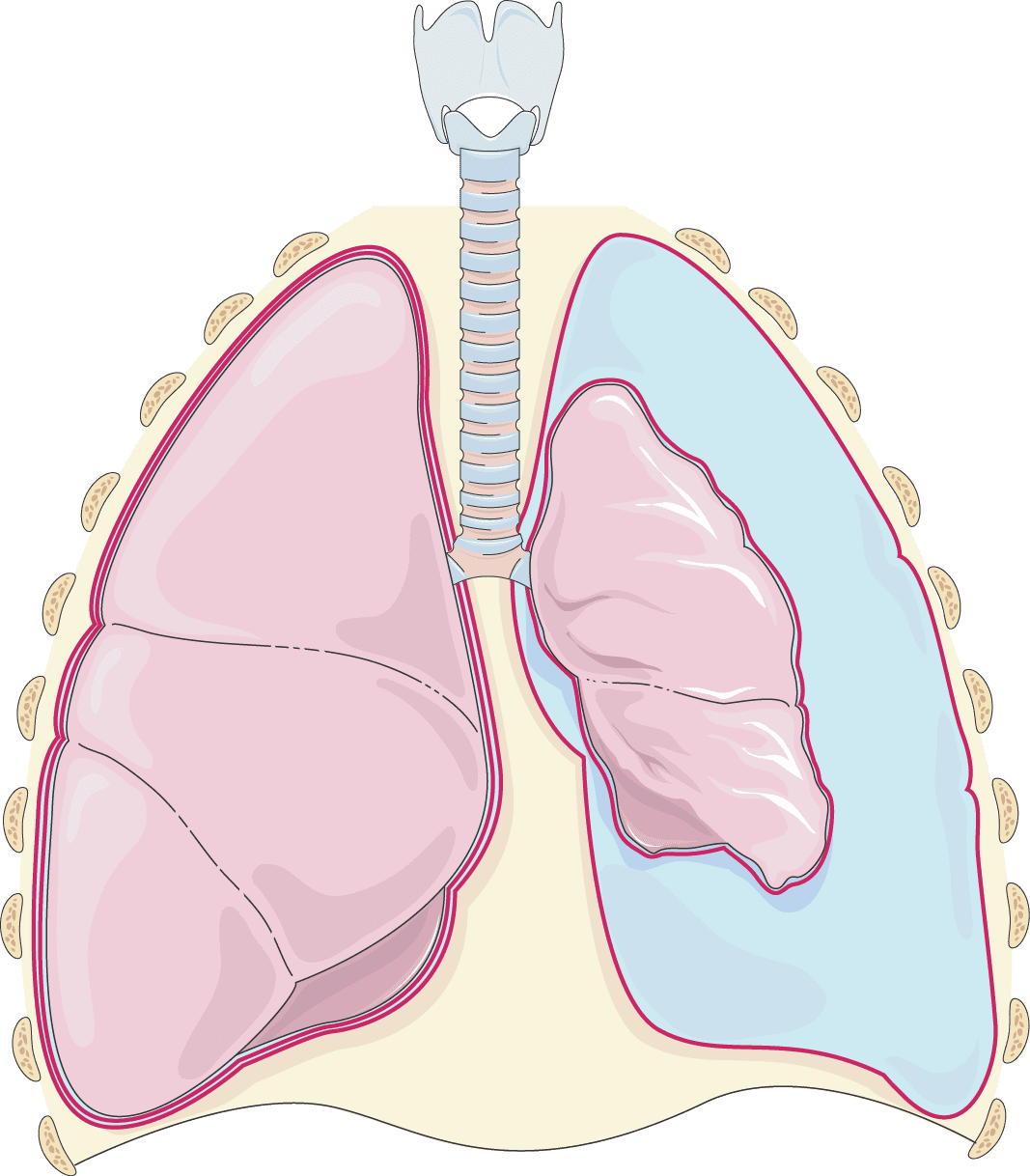 Lungs medical art clipart photo