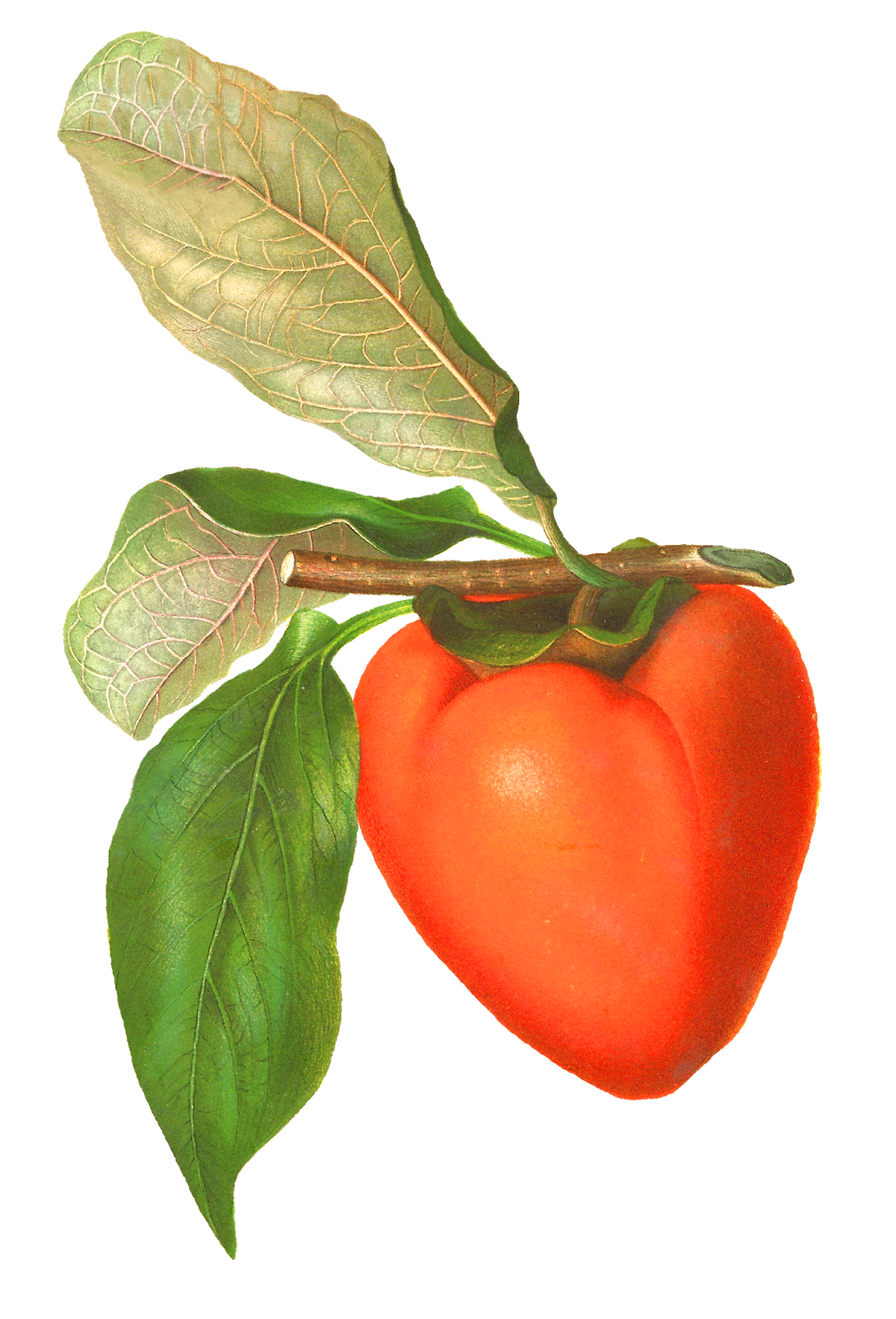 Tomato pin page clipart photo 3