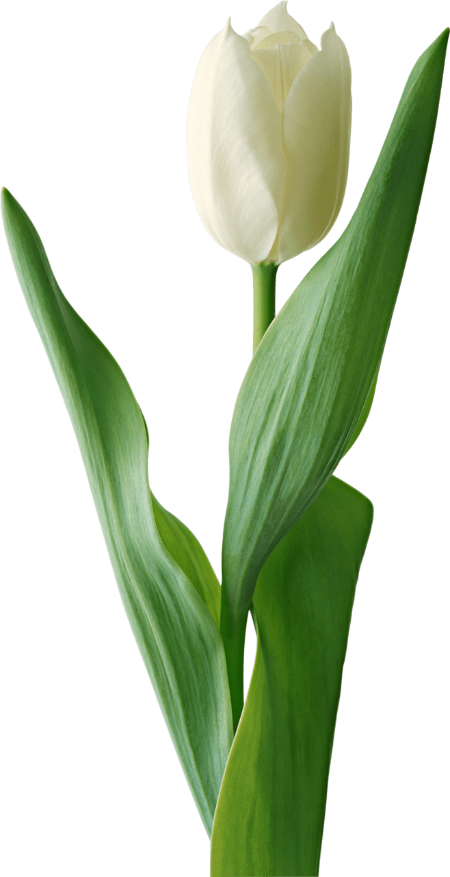 White tulip image with background clipart