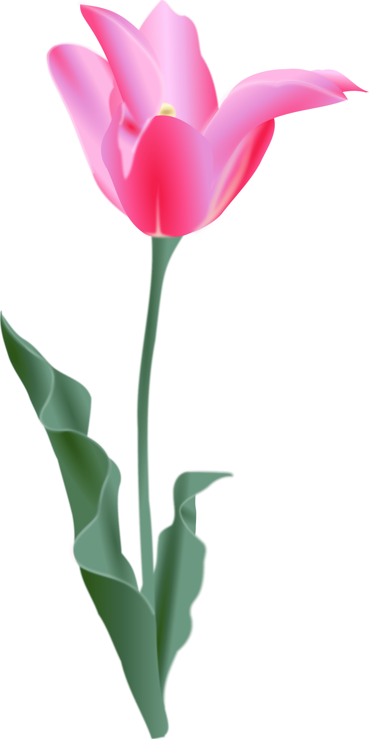 Tulip clipart logo