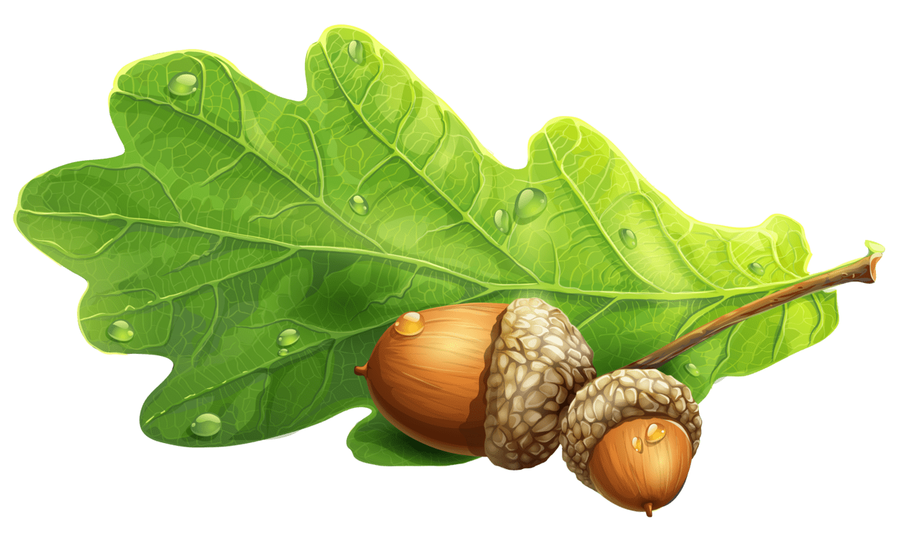 Acorn clipart picture high quality images and