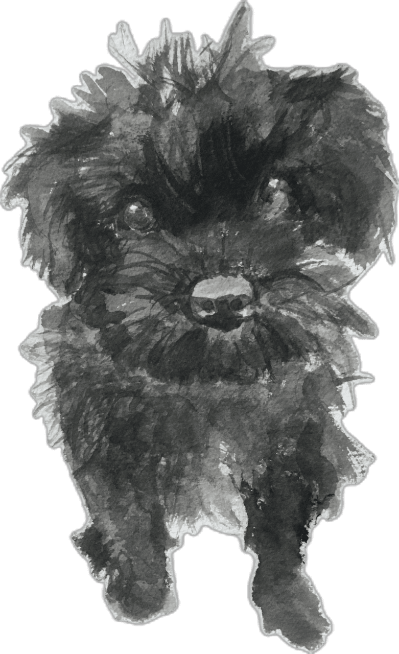 Dog black and white schnoodle clipart background