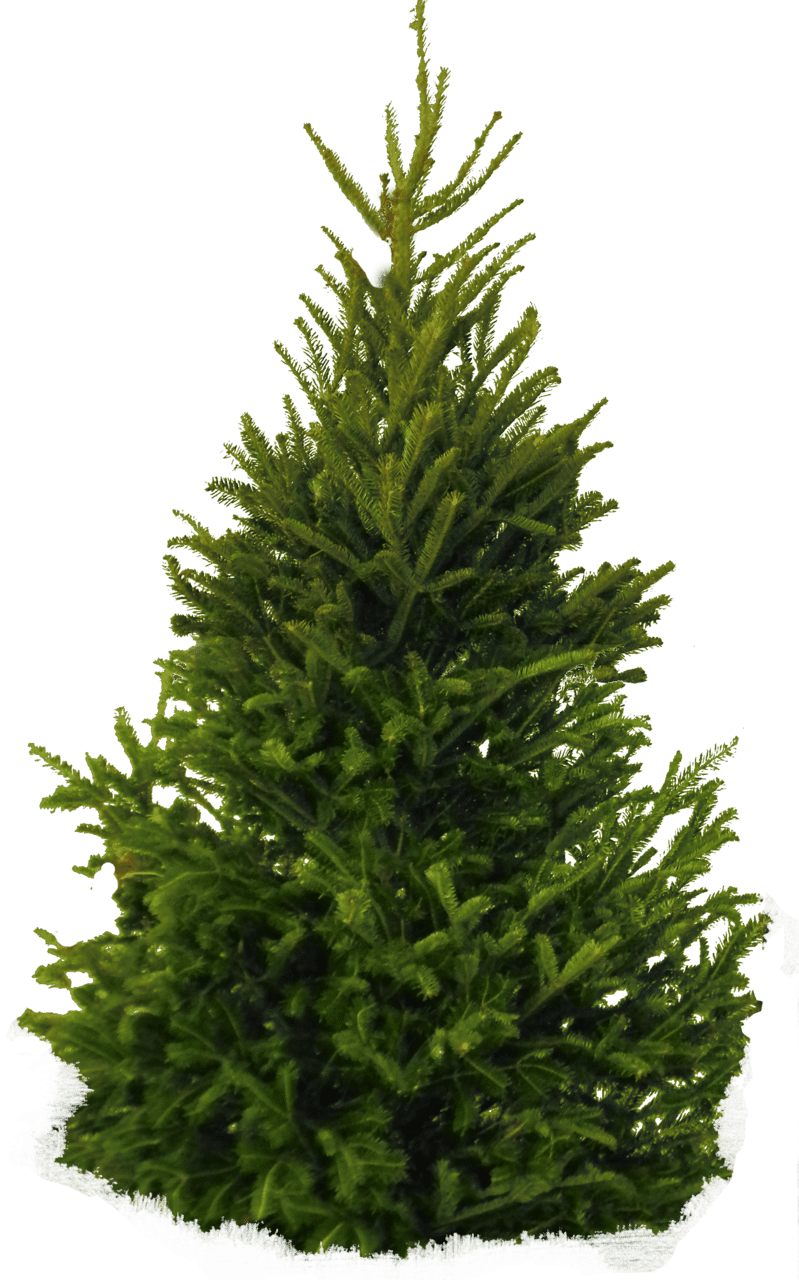 Pine tree pin page clipart free