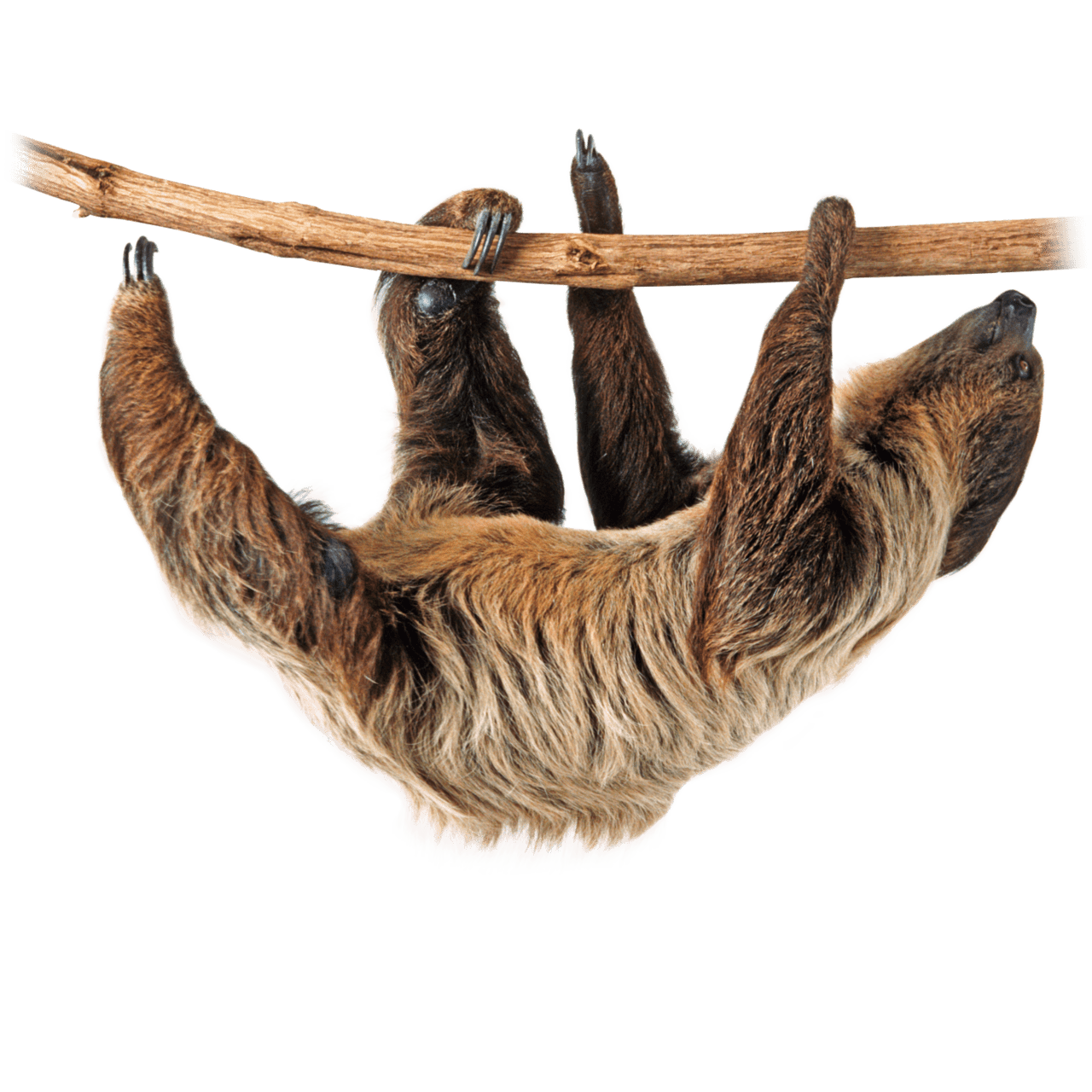 Sloth image hq fre img clipart