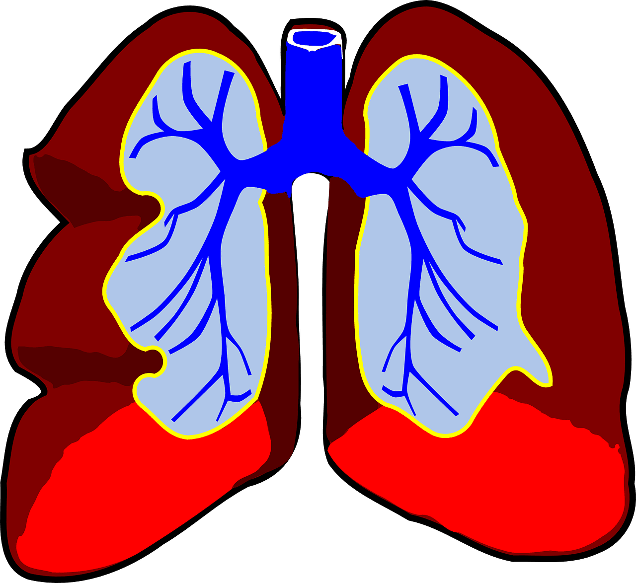 Lungs organ biology vector graphic clipart