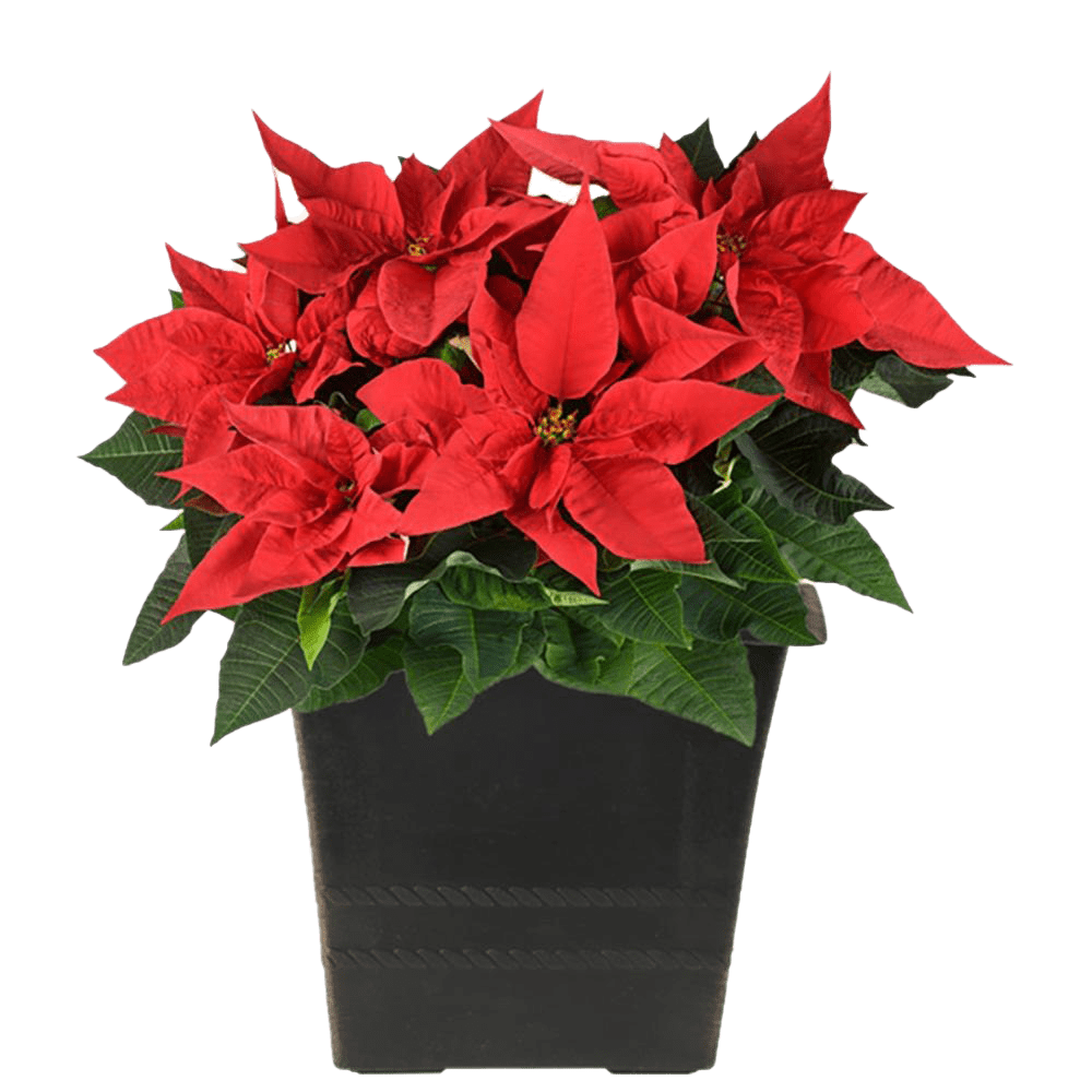 Poinsettia images mart clipart