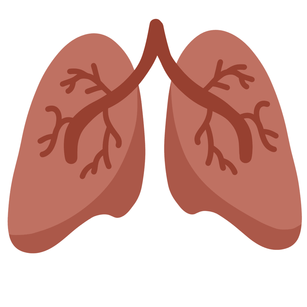 Of human lungs clipart photo