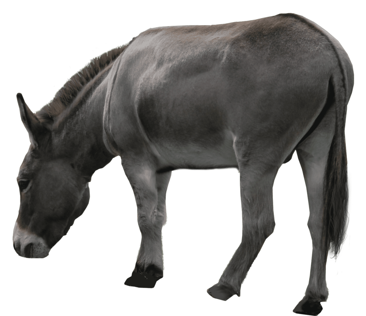 Grey donkey standing clipart picture