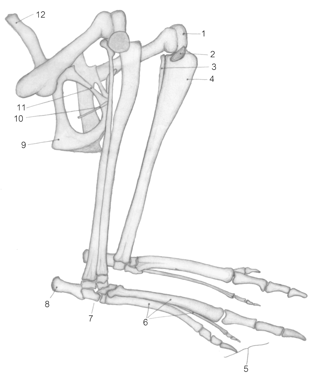 Bone pin page clipart logo 3