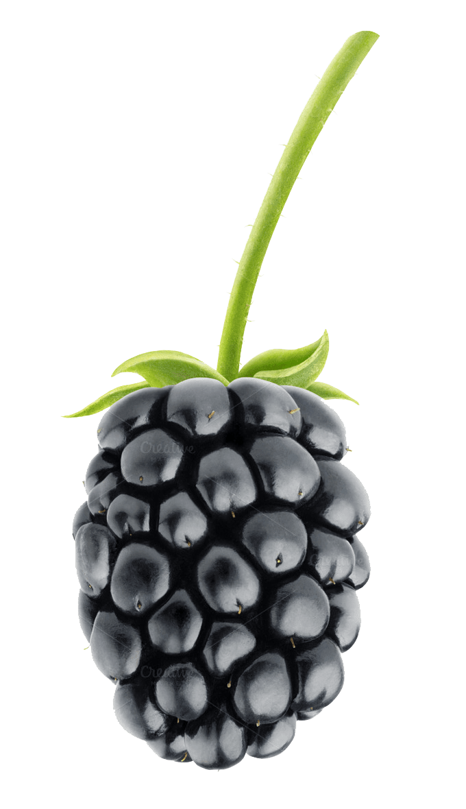 Blueberry blackberry fruit pic hq image fre img photography fruits drawing clipart