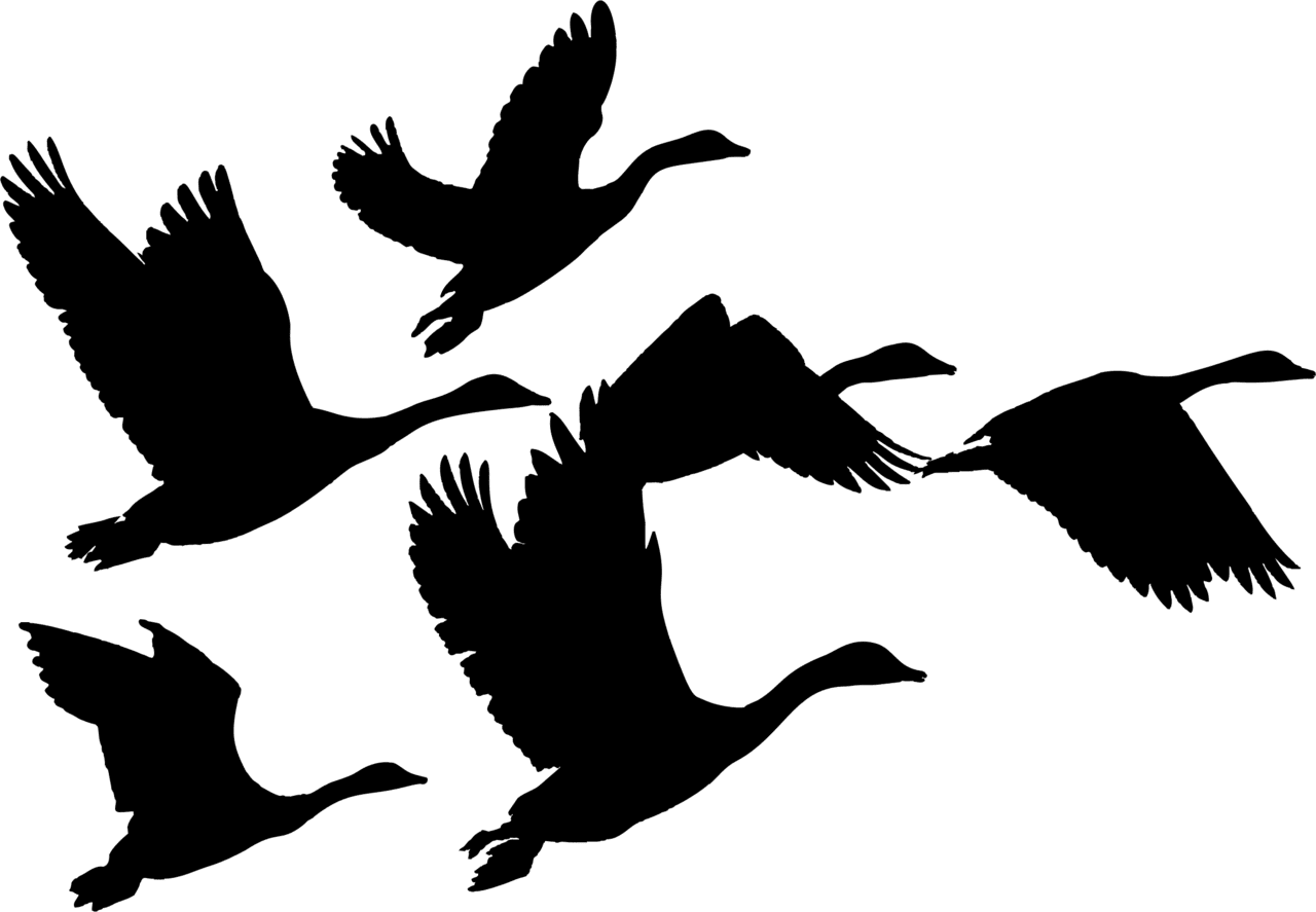 Canada goose duck bird flock geese fly ing clipart clip art