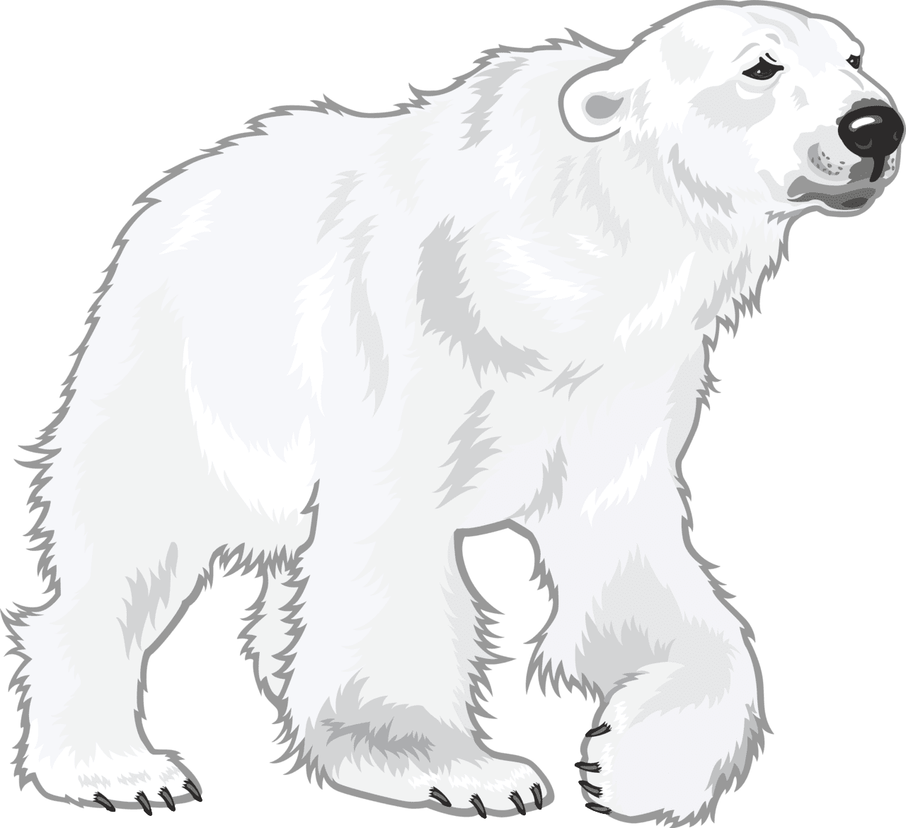 Polar bear white image size clipart