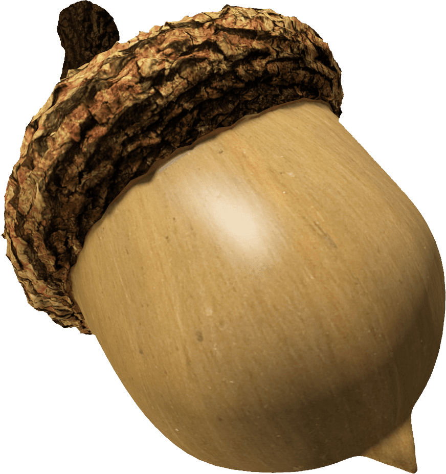 Acorn clipart vector