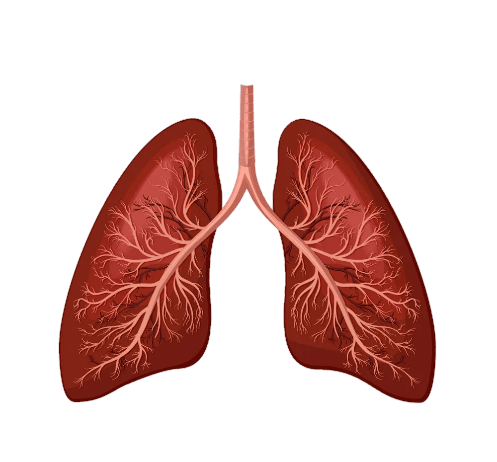 Lungs images clipart 2