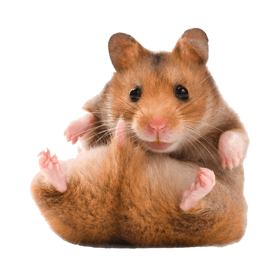 Rat hamster images hd photo clipart