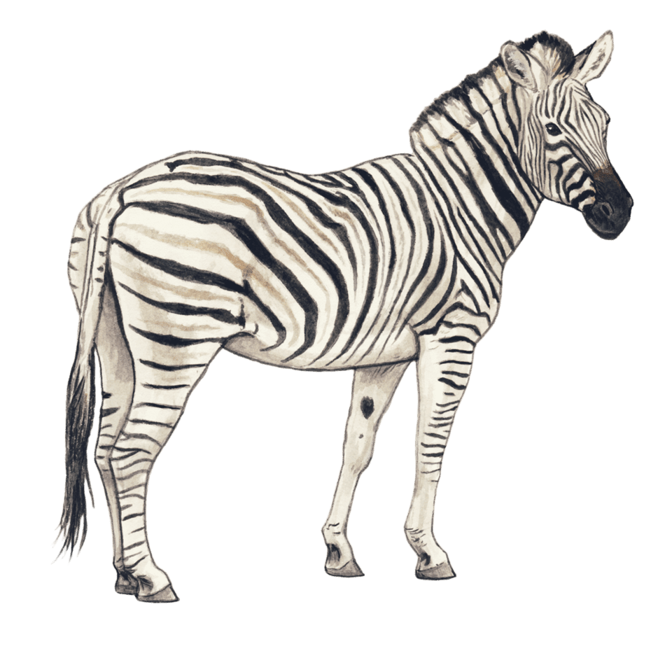 Zebra images hd photo clipart