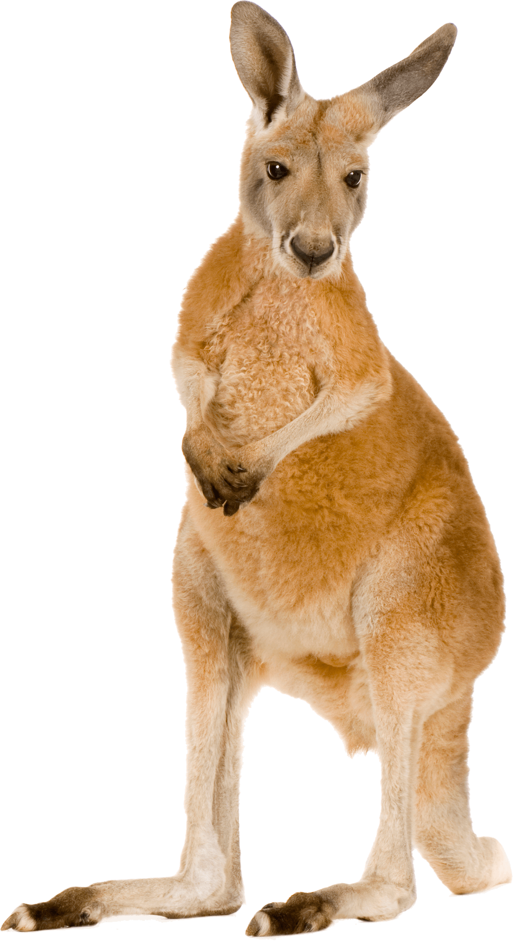 Kangaroo images clipart