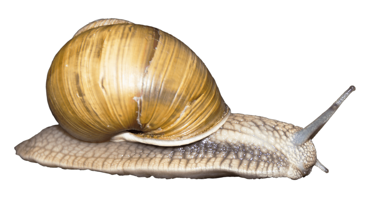 Snail clipart picture