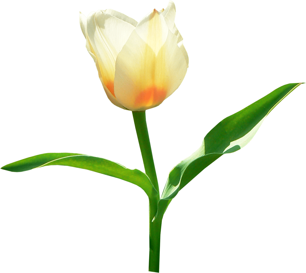 Tulip image with background clipart 5